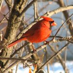 a cardinal on a tree limb