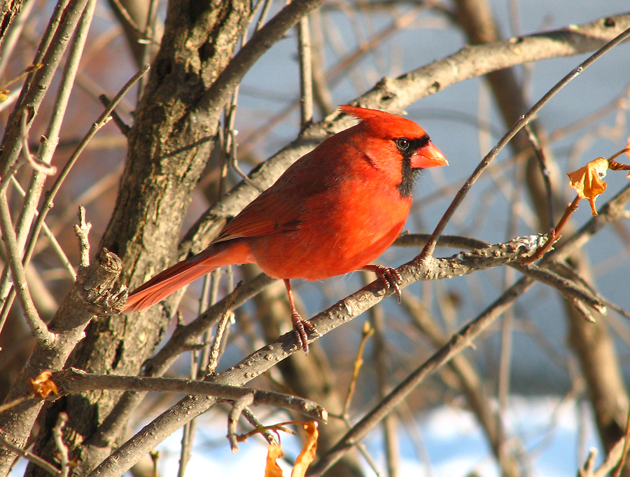 a cardinal on a tree limb