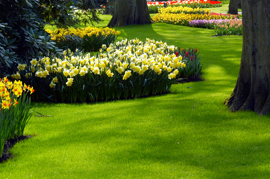 Garden with beautiful colors