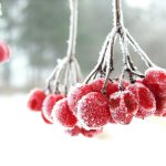 frost covered red berries