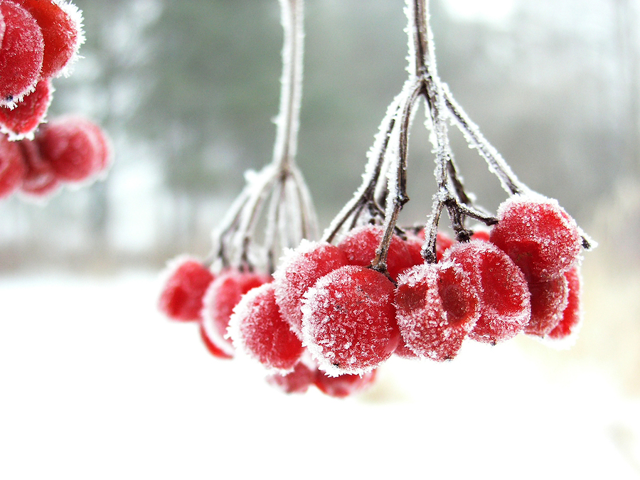 frost covered red berries