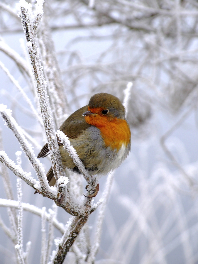 Little Robin