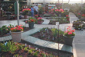 Stone walkways winding through flower store