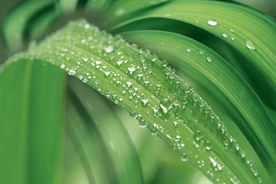 Green grass with raindrops background