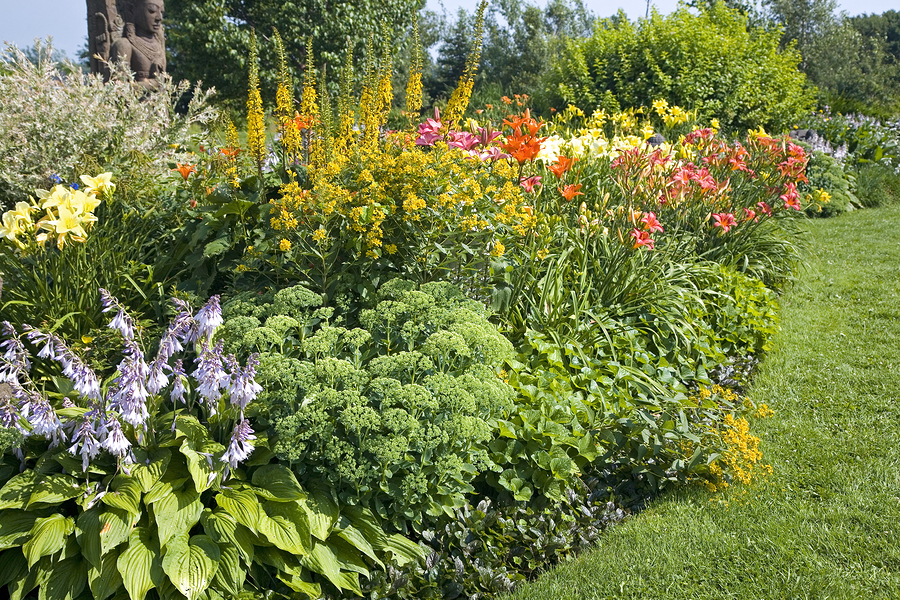 Backyard perennial garden containing late summer flowering peren