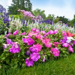 Pretty manicured flower garden with colorful azaleas.