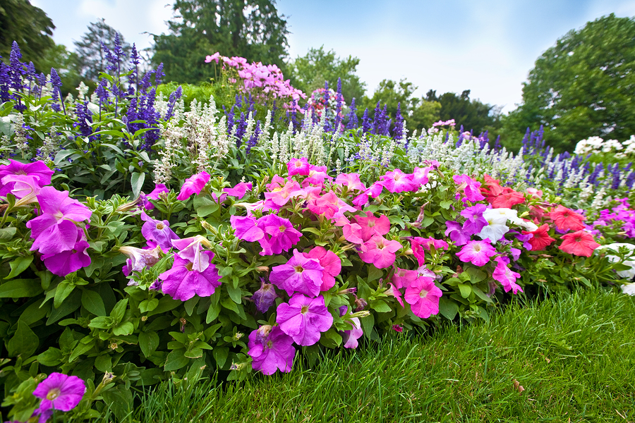 Pretty manicured flower garden with colorful azaleas.