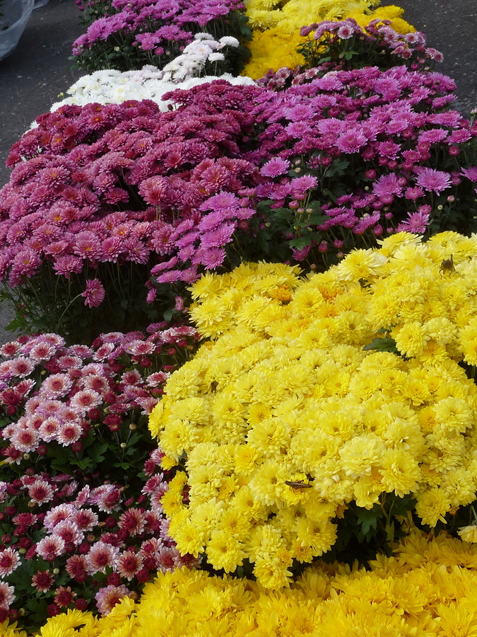 Autumn Flowers