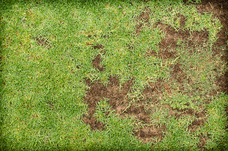 Green And Dry Grass,patterned Field Of Green Grass Sports Field