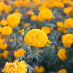 marigolds in bloom