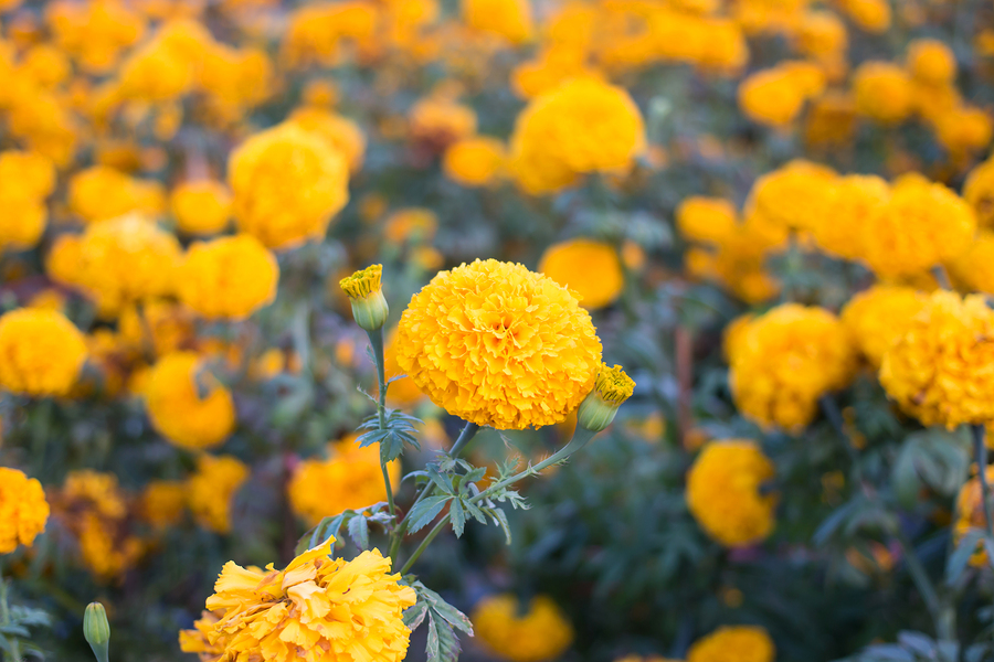 marigolds in bloom