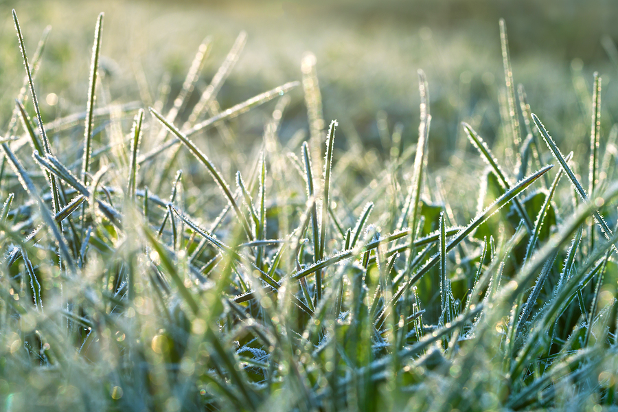 Grass Covered With Hoarfrost