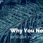 Why You Need to Water Your Trees Now