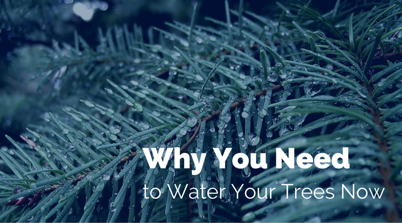 Why You Need to Water Your Trees Now