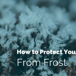 frost crystals on a plant with text how to protect your plants from frost