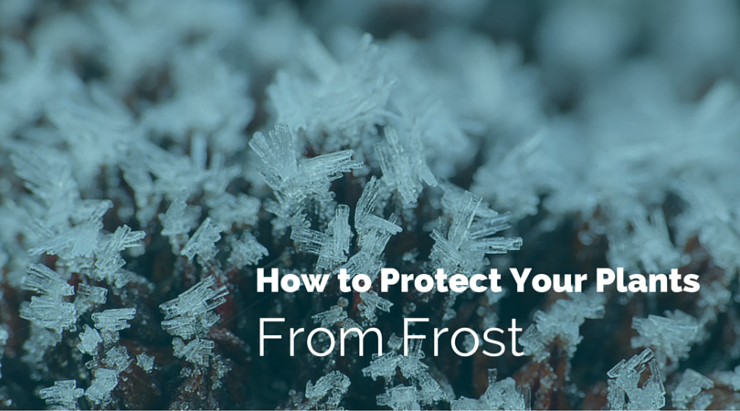 frost crystals on a plant with text how to protect your plants from frost