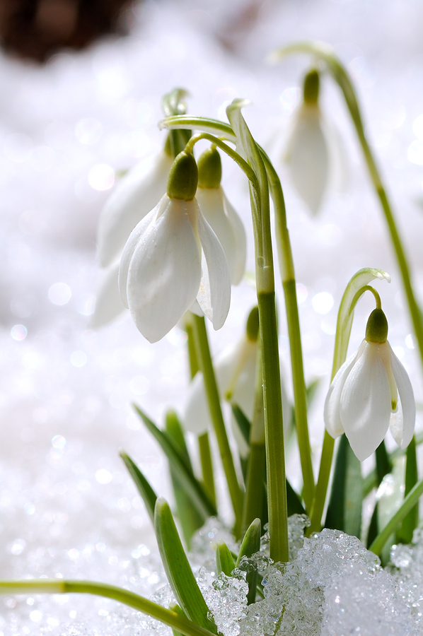 Snowdrops On Snow