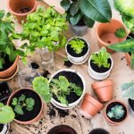 assorted plants in flowerpots.