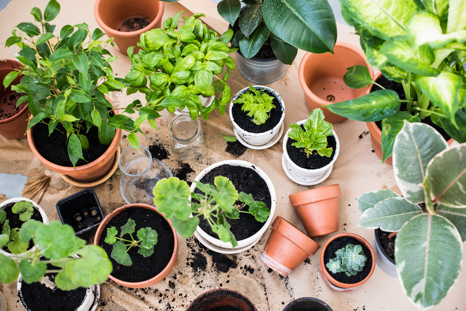 assorted plants in flowerpots.