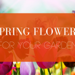 Spring Flowers for Your Garden