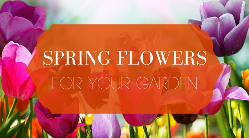 Spring Flowers for Your Garden