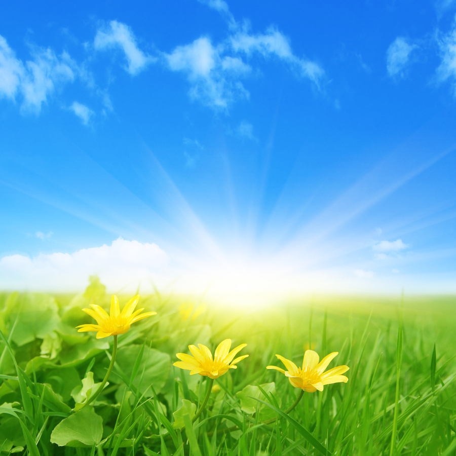 Green field with spring flowers and sun in blue sky.