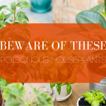 plants in planters with text beware of these poisonous houseplants.