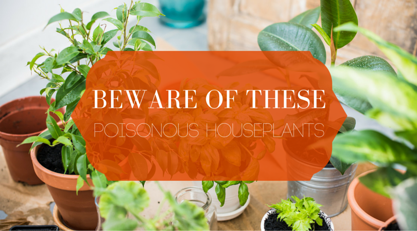 plants in planters with text beware of these poisonous houseplants.