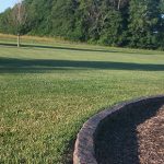 Freshly mowed yard with trees