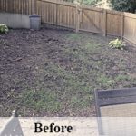 Before of a dead lawn