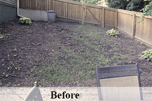 Before of a dead lawn