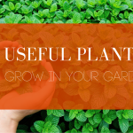 5 Useful Plants to Grow in Your Garden Blog Header