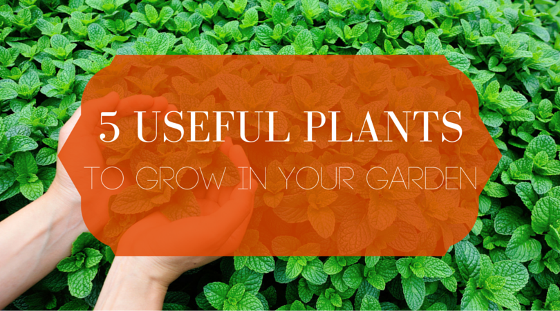 5 Useful Plants to Grow in Your Garden Blog Header