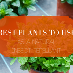 Best Plants To Use As A Natural Insect Repellant blog header