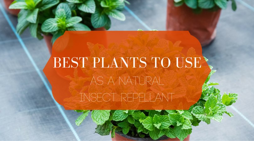 Best Plants To Use As A Natural Insect Repellant blog header