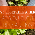 Easy Vegetables & Herbs That You Should Be Planting Blog Header