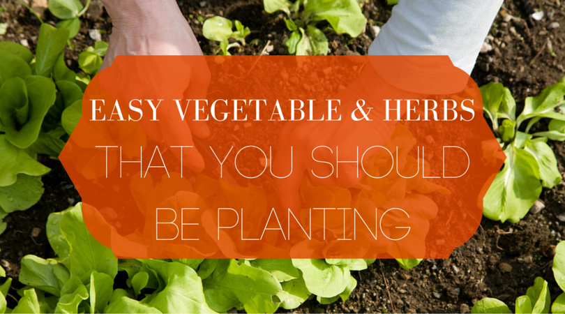 Easy Vegetables & Herbs That You Should Be Planting Blog Header