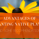 Advantages of Planting Native Plants and Some Recommendations blog header