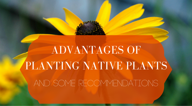 Advantages of Planting Native Plants and Some Recommendations blog header