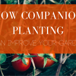 How companion planting can improv your garden blog header