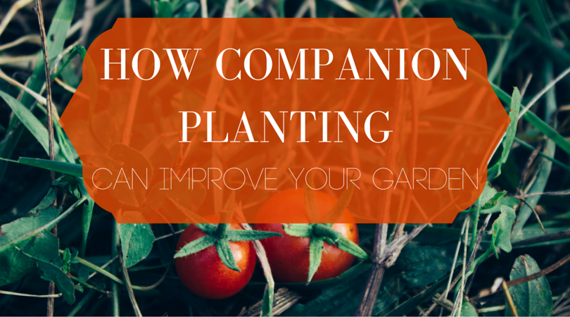 How companion planting can improv your garden blog header