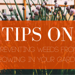 Tips on preventing weeds from growing in your garden blog header