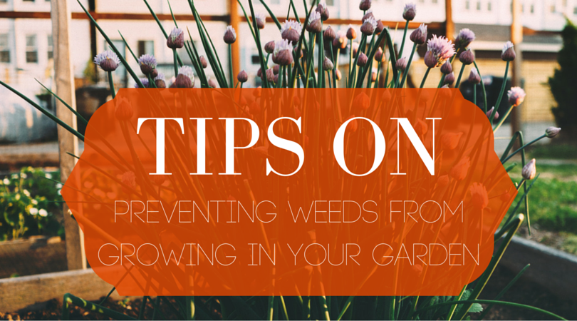 Tips on preventing weeds from growing in your garden blog header