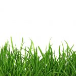 grass with white background