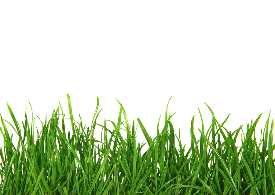 grass with white background